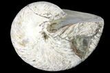 Fossil Nautilus (Cymatoceras) - Madagascar #127150-1